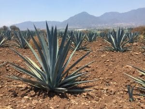 Agave in der Wüste Ahualulco de Mercado