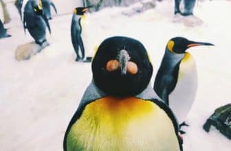 Kaiserpinguine