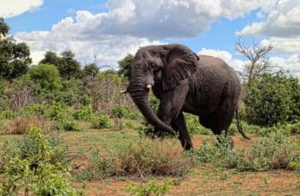Wilder Elefant in Simbabwe