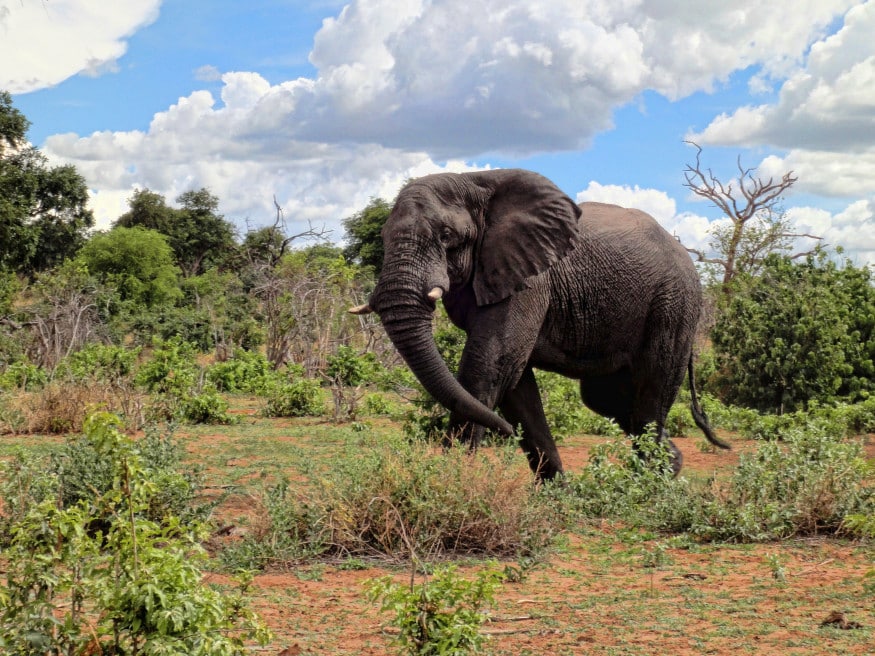Wilder Elefant in Simbabwe