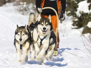 Schlittenhunde bei den Inuit