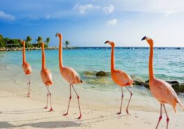 Flamingos auf Aruba Island