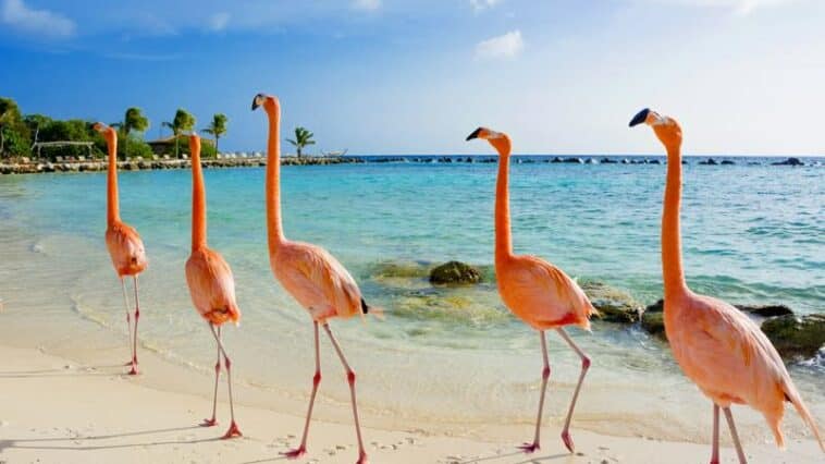 Flamingos auf Aruba Island