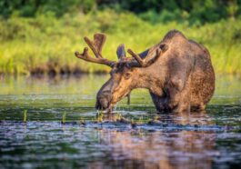 Algonquin Provincial Park