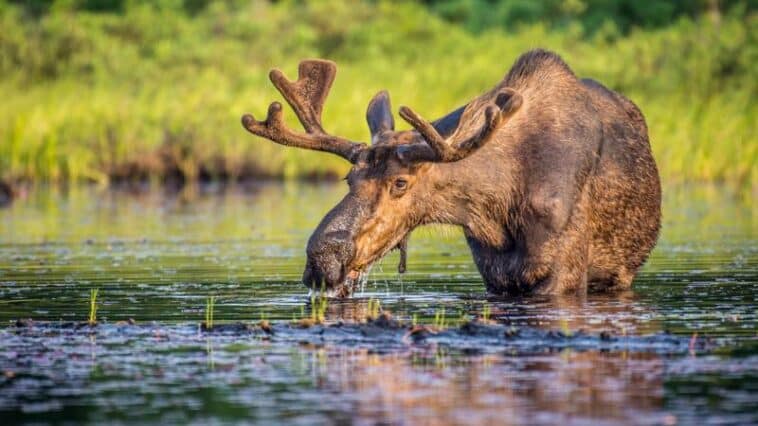 Algonquin Provincial Park