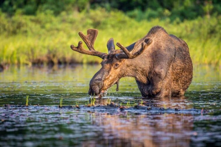 Algonquin Provincial Park